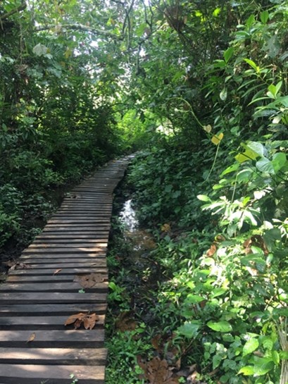 Forest Boardwalk